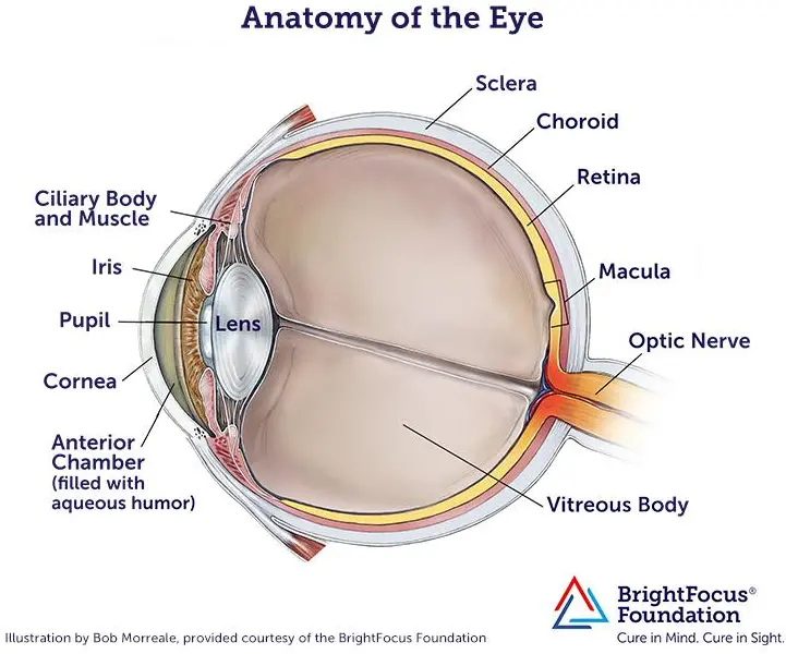 anatomyofeye